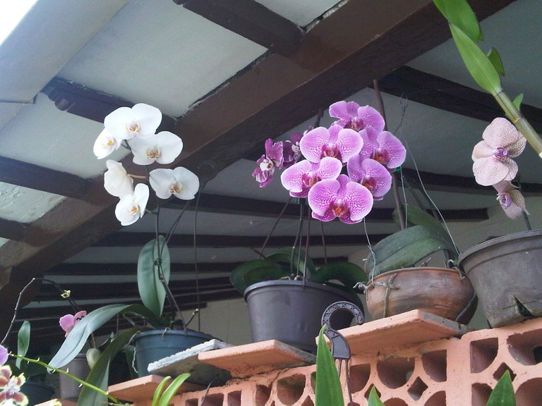 Orquideas blnca y rosadas.jpg