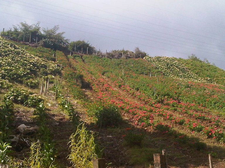 Siembra de flores.jpg