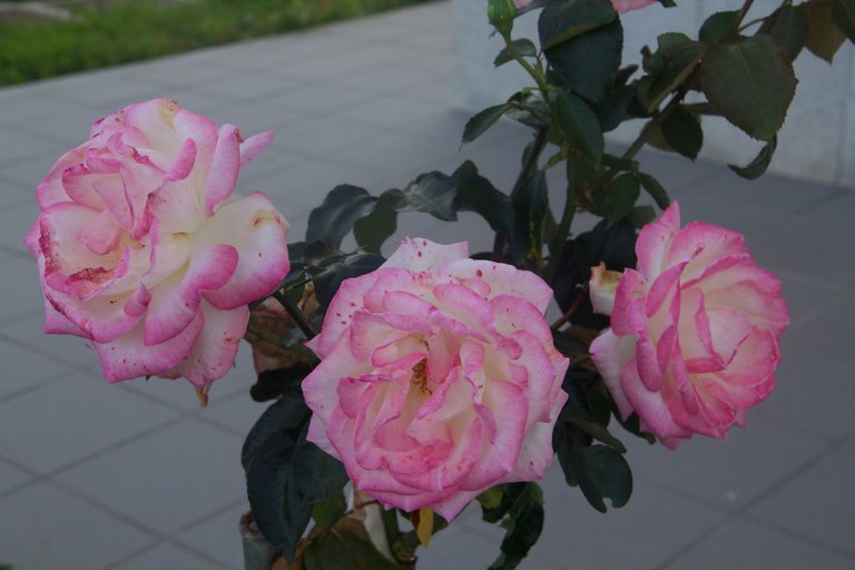 IMG_8112-cutout.jpg