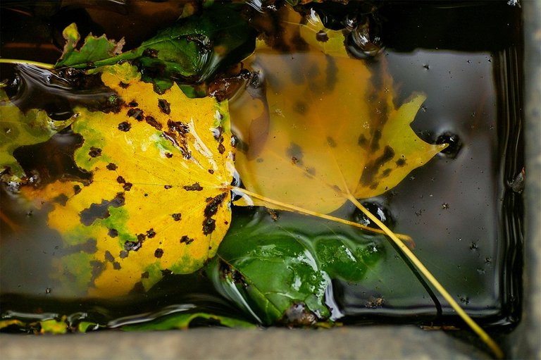 03_LEAF PUDDLE.JPG