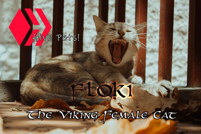 Floki-portada.jpg