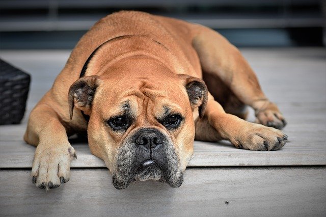 continental-bulldog-gfa1d344be_640.jpg