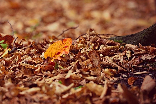 autumn-leaf-g9dc18641d_640.jpg