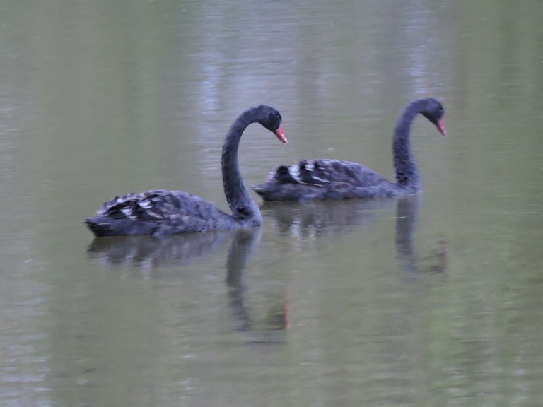 Black Swans 3.JPG