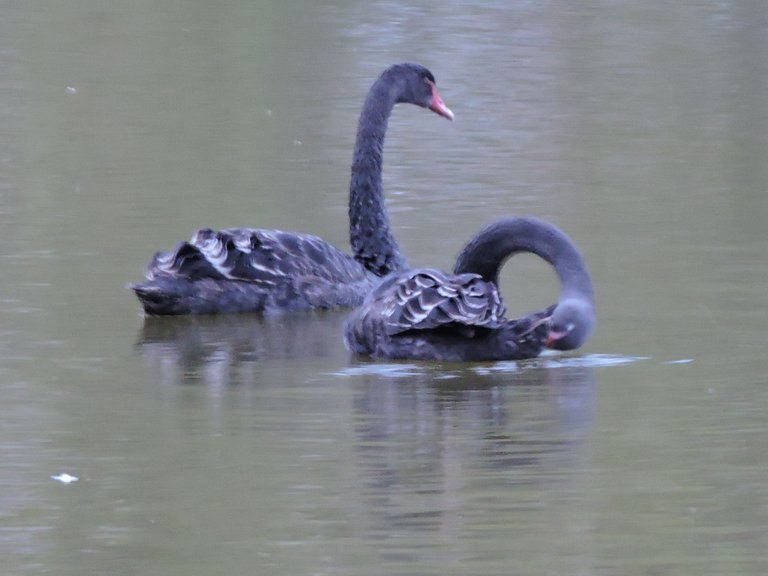 Black Swans 1.JPG