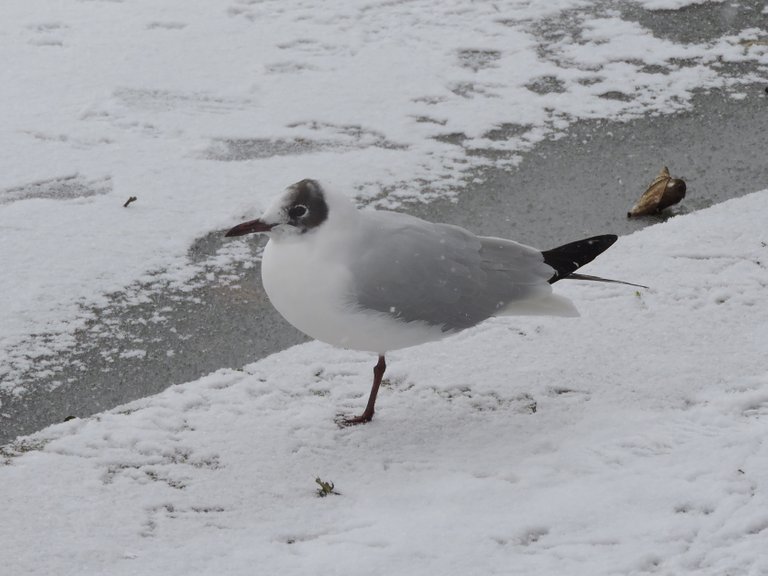 Blackhooded gull snow ice.jpg