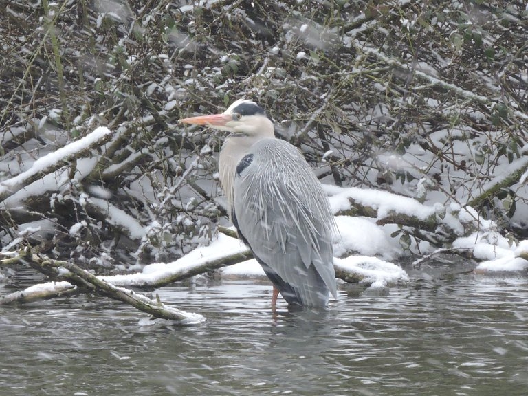 Grey Heron snow 4.jpg