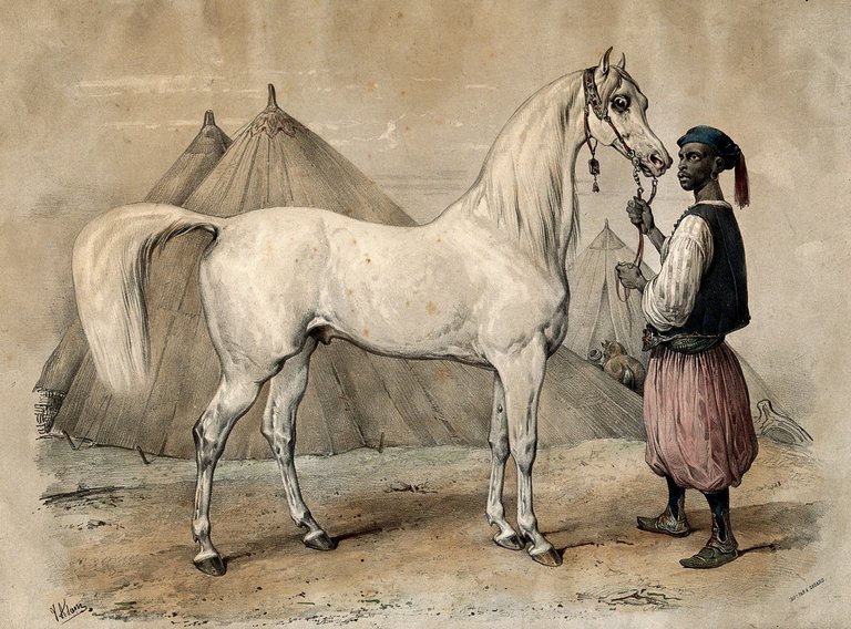 A_servant_in_oriental_clothing_is_holding_a_white_Arab_horse_Wellcome_V0020440.jpg