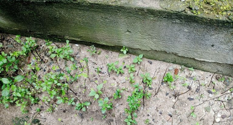 My Little Water leaf Garden .