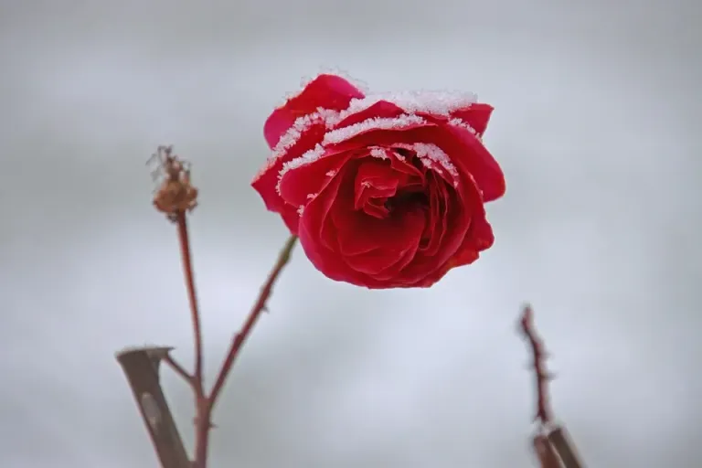 The Crystal Rose