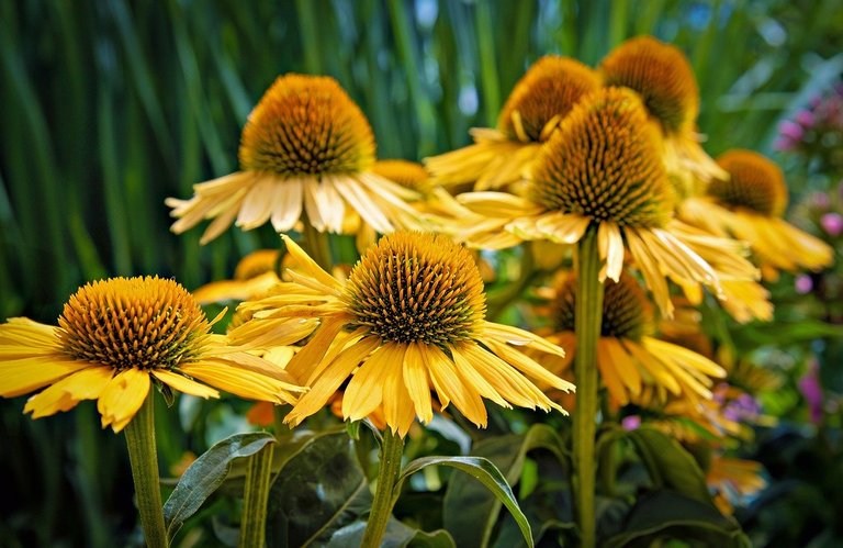 coneflower-8168628_1280.jpg