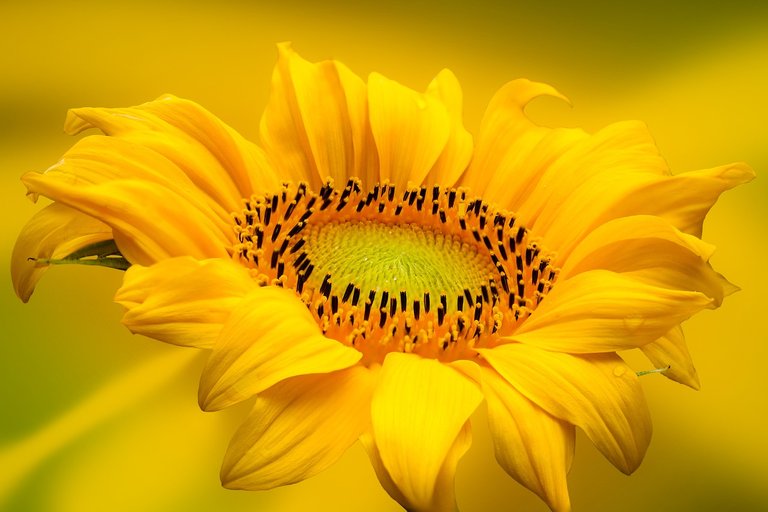 sunflower-6546993_1280.jpg