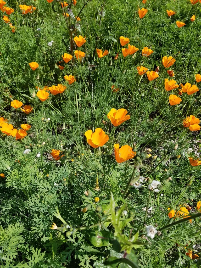 The yellow flowers are everywhere. This is the first time we've seen them here.