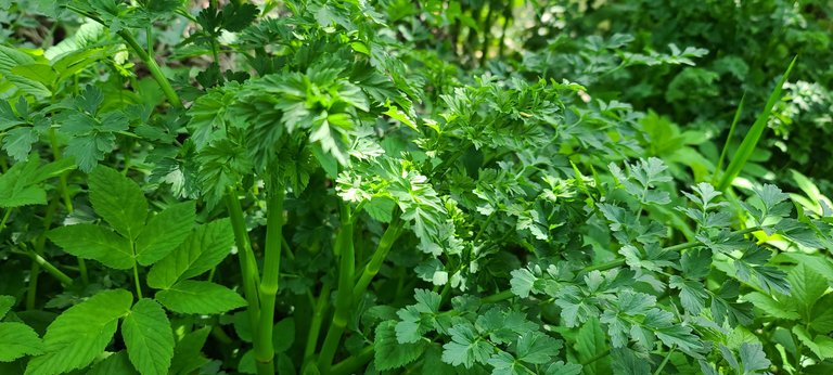 Extremely toxic plant that looks like parsley