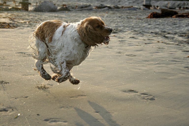 Both of my pups have died of old age. This really got me thinking of the impermanent nature of all things.