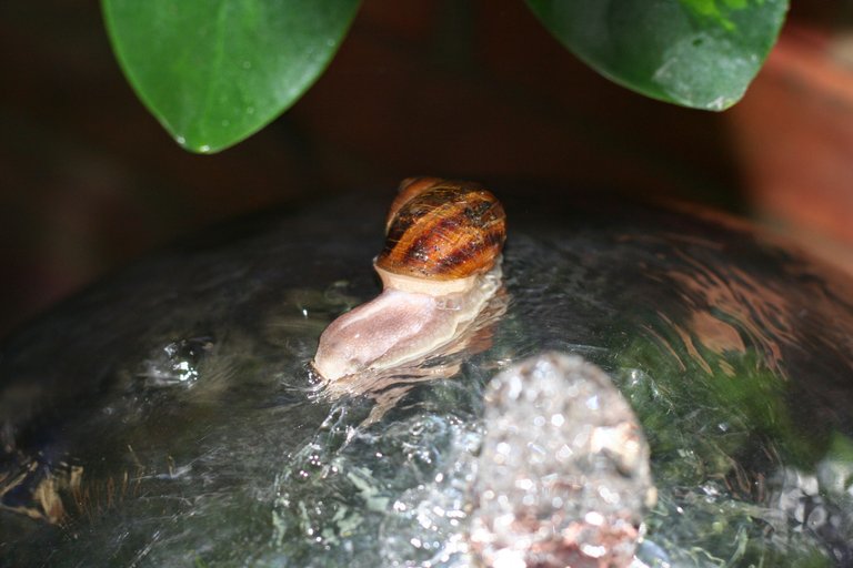 Snail on a reflective stone in the pond