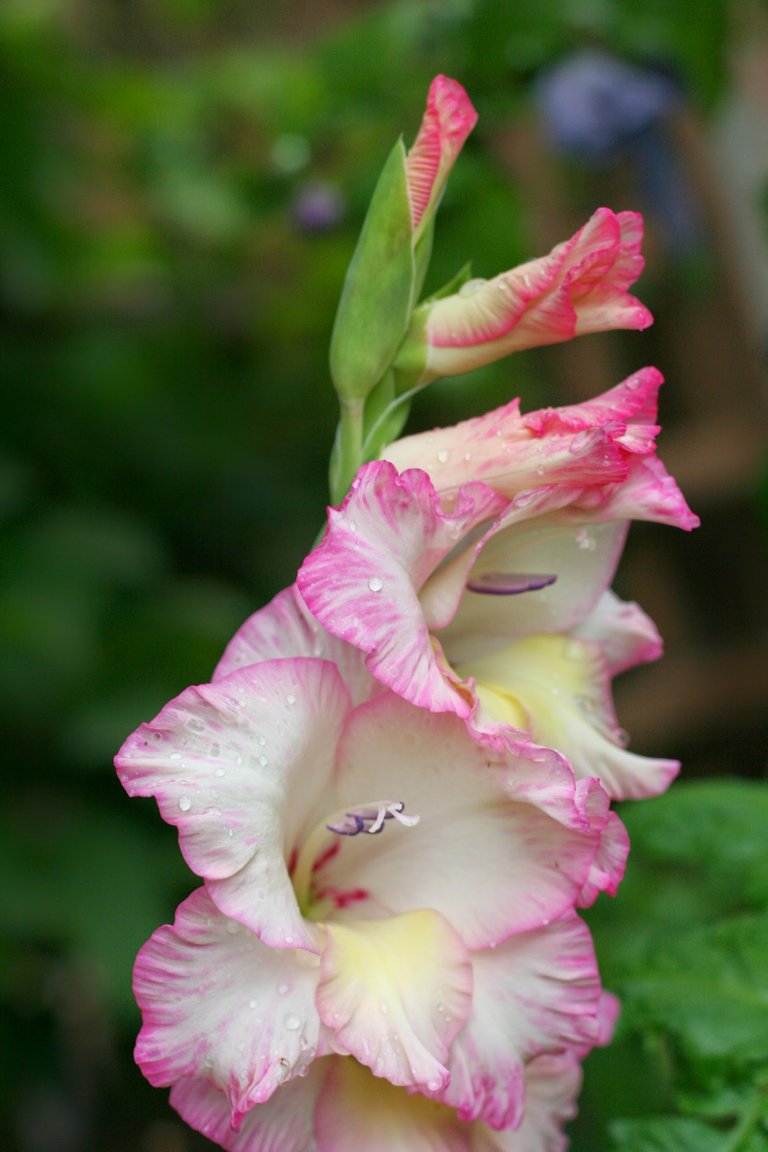 There are a lot of gorgeous flowers blooming around back garden