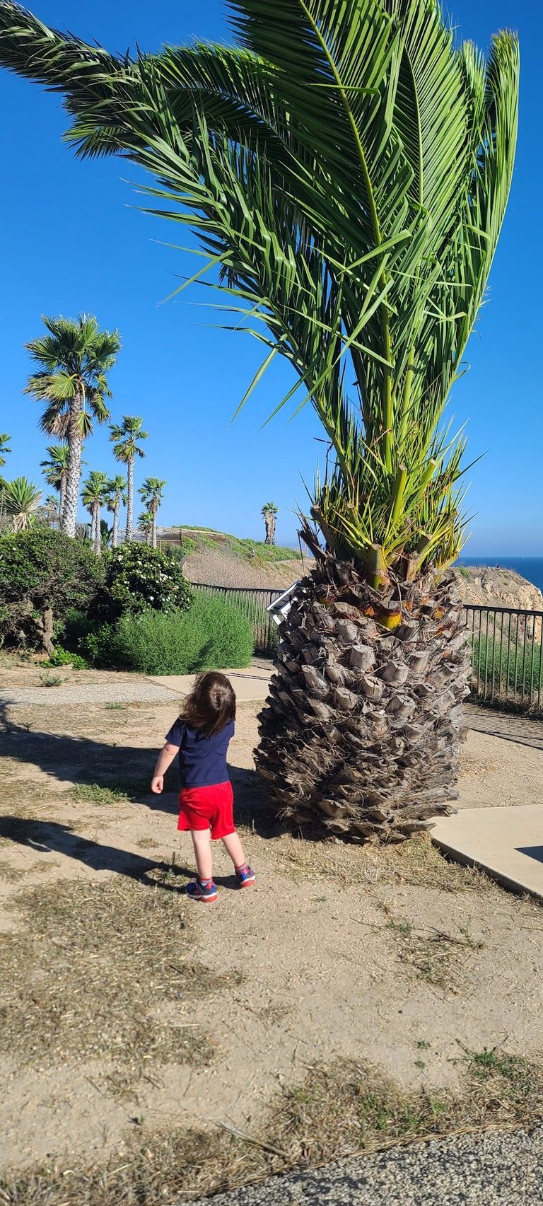 "Daddy look! A big pineapple!"