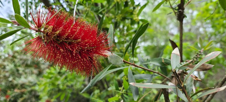 I don't know what these are called, but they are all over and quite beautiful!