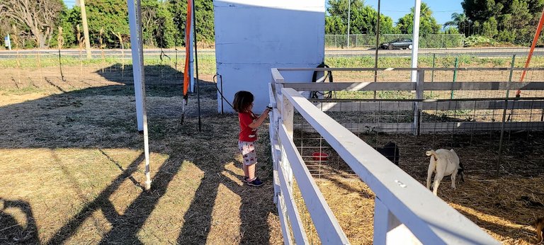 Ricky trying to feed the baby goats