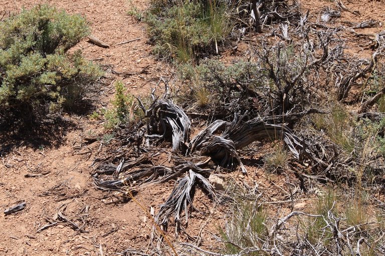 These dried out remains everywhere remind me of old western movies