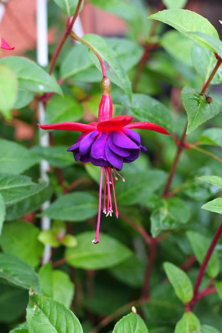 Beautiful and perfect colorful blossom