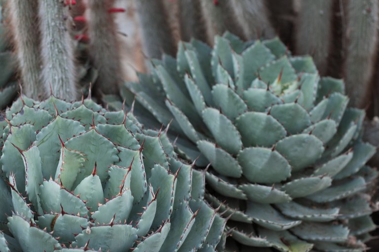 I might as well share some more photos I took at the LA Botanical Gardens!