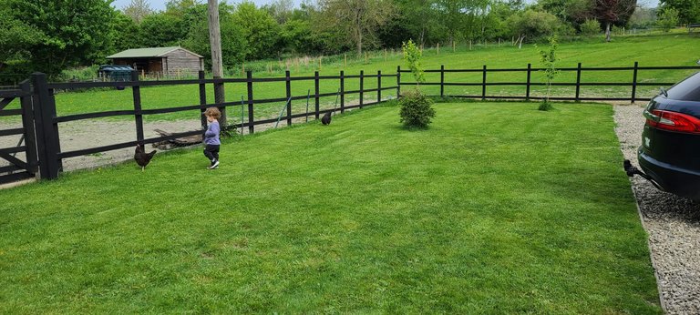 Little Ricky playing with the chickens