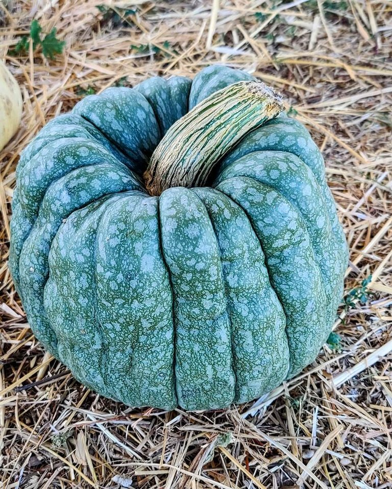 They always have a few really unique looking pumpkins for sale