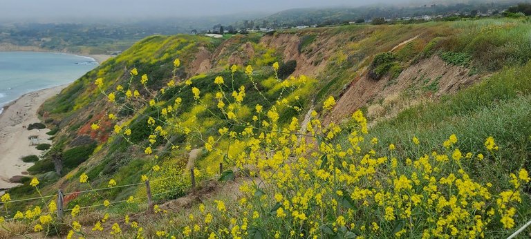 Yellow bloom over SoCal can be seen from space!