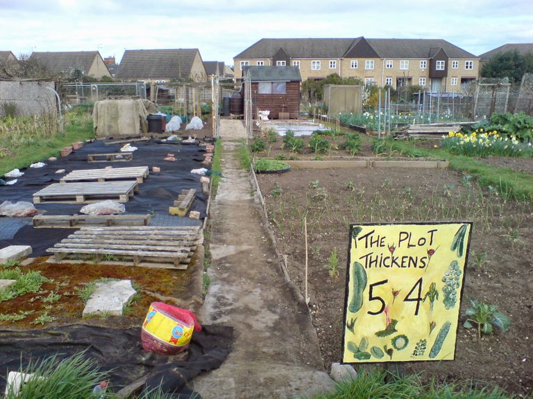My father in law is at it again at the allotment