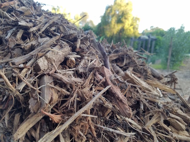 There is no shortage of material to mulch out here. 