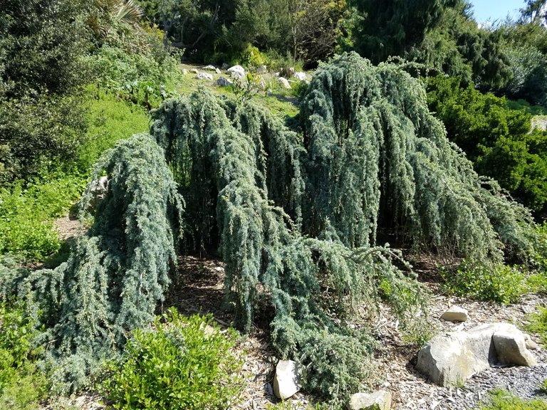 Check out these weird droopy shrub things. Not sure what they are.