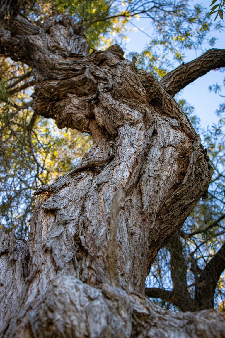 Some of the trees in the garden would have incredible subjects for fine art