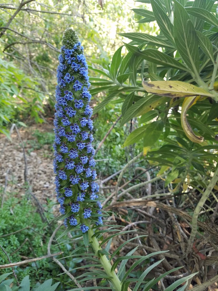 There are also lots of these guys popping up all over the gardens.