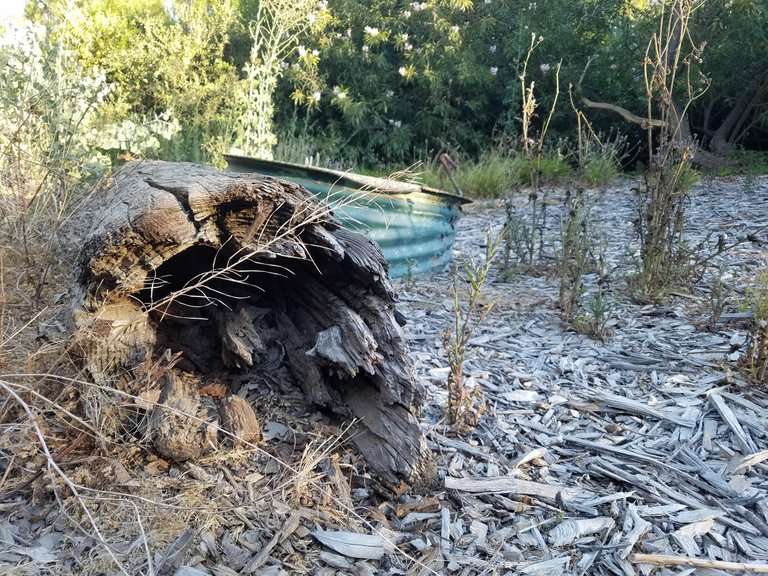 I often take a break and sit on this log halfway through my hike