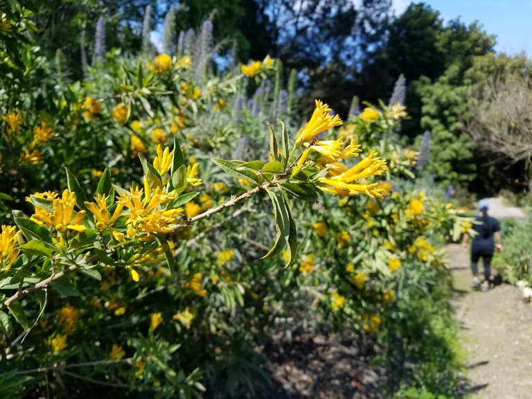 Everything is flowering right now!