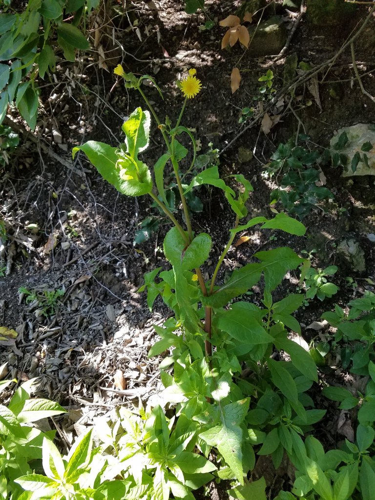 Sowthistle stalk with multiple flower stems