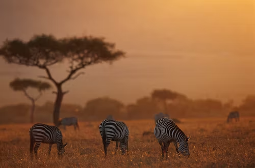 Wild Life