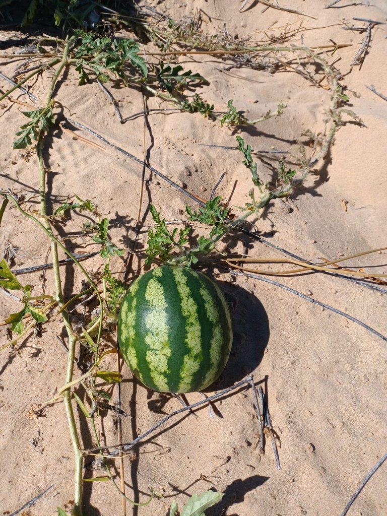 Watermelon growing at desert