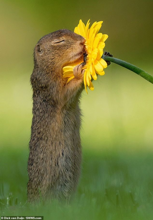 Always take time to smell the flowers… even if you[See more ](https://viralniches.exblog.jp/)squirrel!.jfif