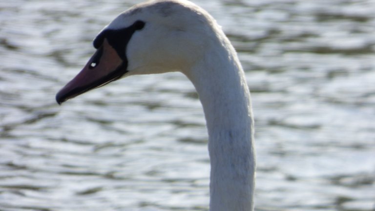 Feathered Friends - Show Me A Photo Contest Round 104 - beak