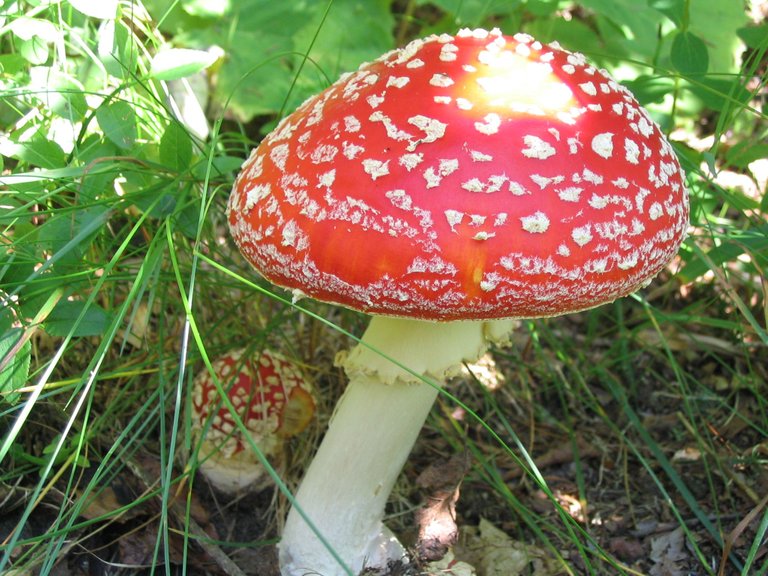 mushroom-1-1199356.jpg