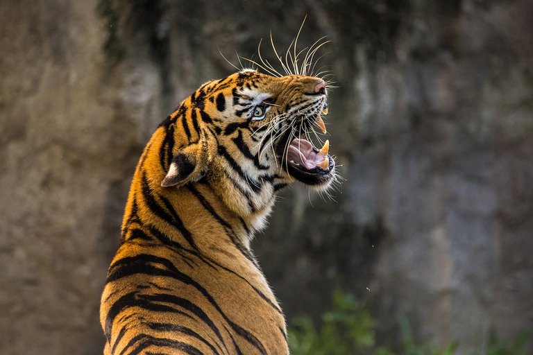 tiger-3264048_960_720.jpg