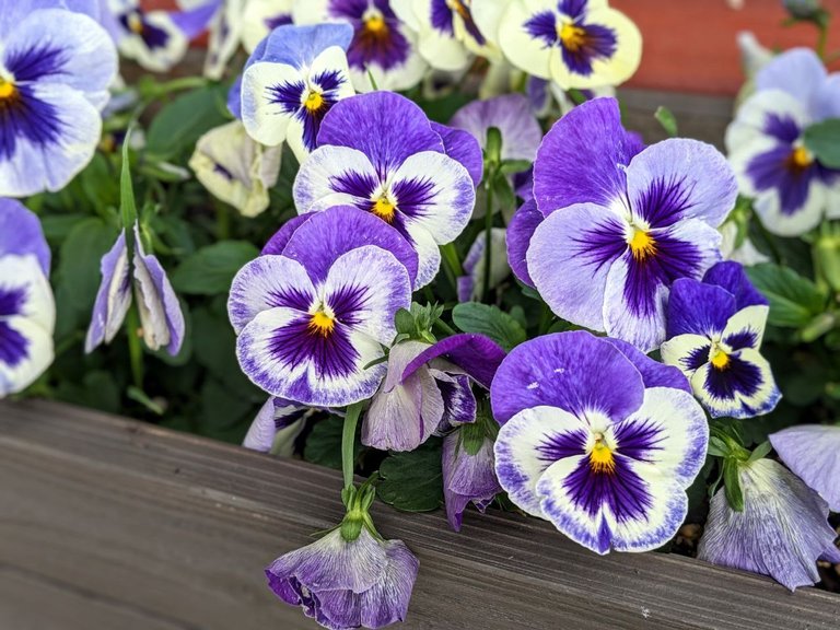 pansies06-21-23.jpg