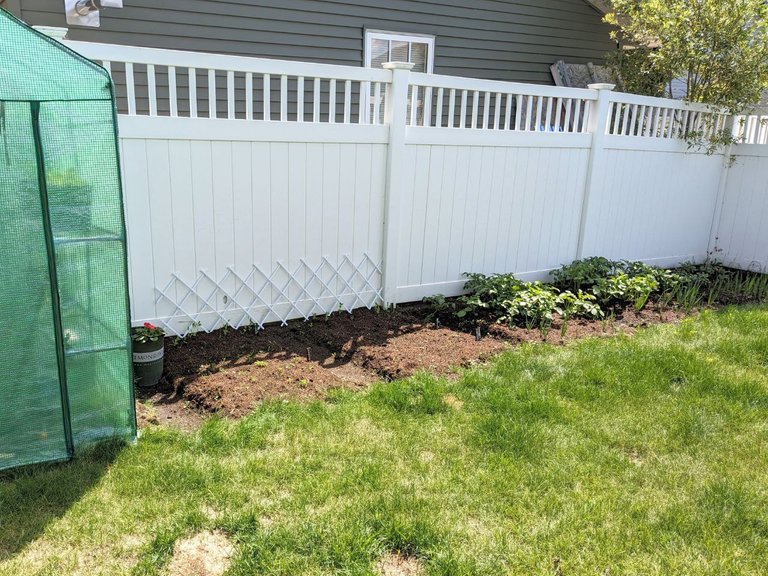 veggarden06-21-23.jpg