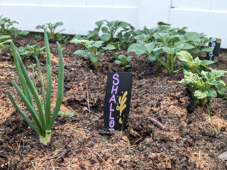 shallots06-12-23.jpg