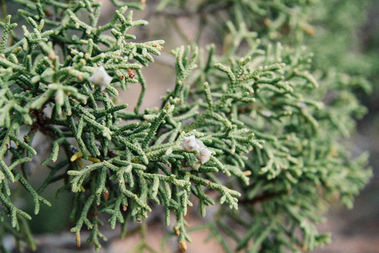 utahjuniper1.jpeg