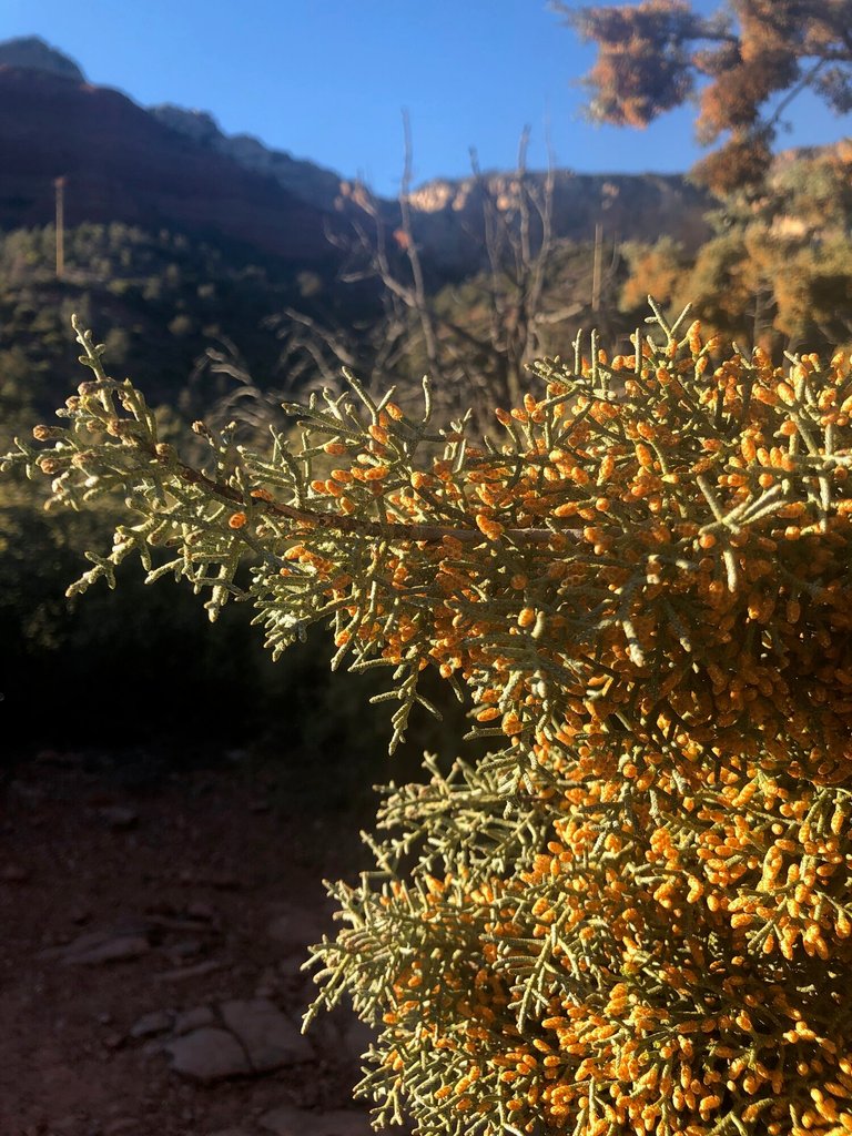 arizona cypress.jpeg