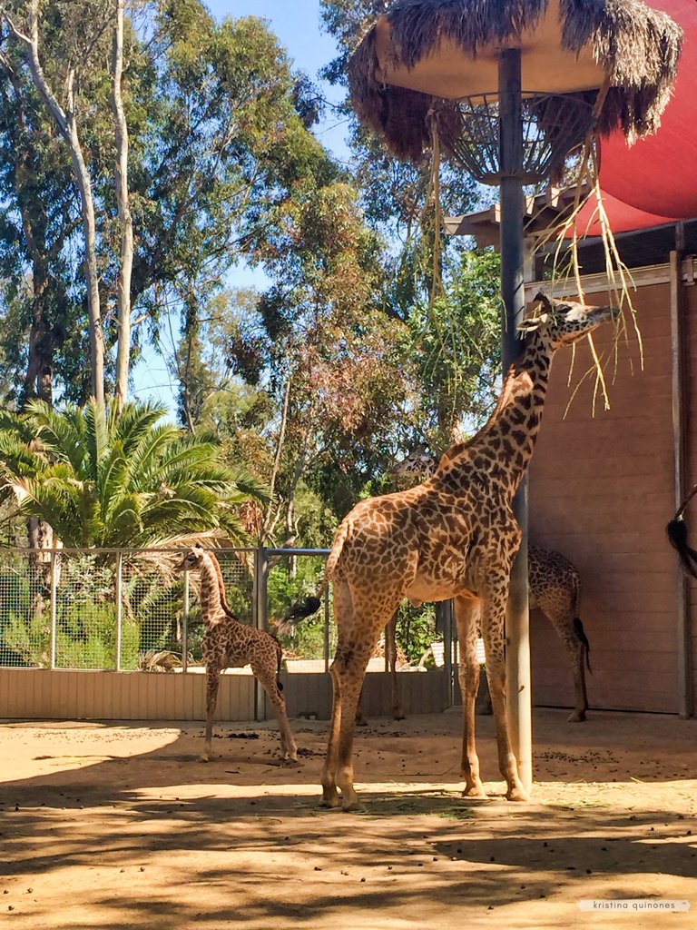 Giraffes at the San Diego Zoo